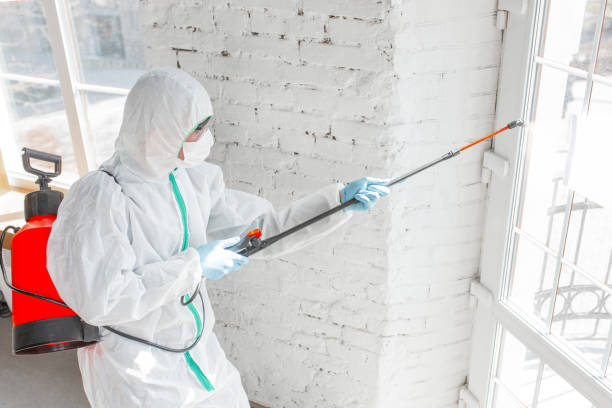 Reliable Floral Park, NY Mold Removal Solutions