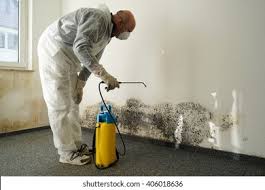 Why You Should Choose Our Mold Remediation Services in Floral Park, NY